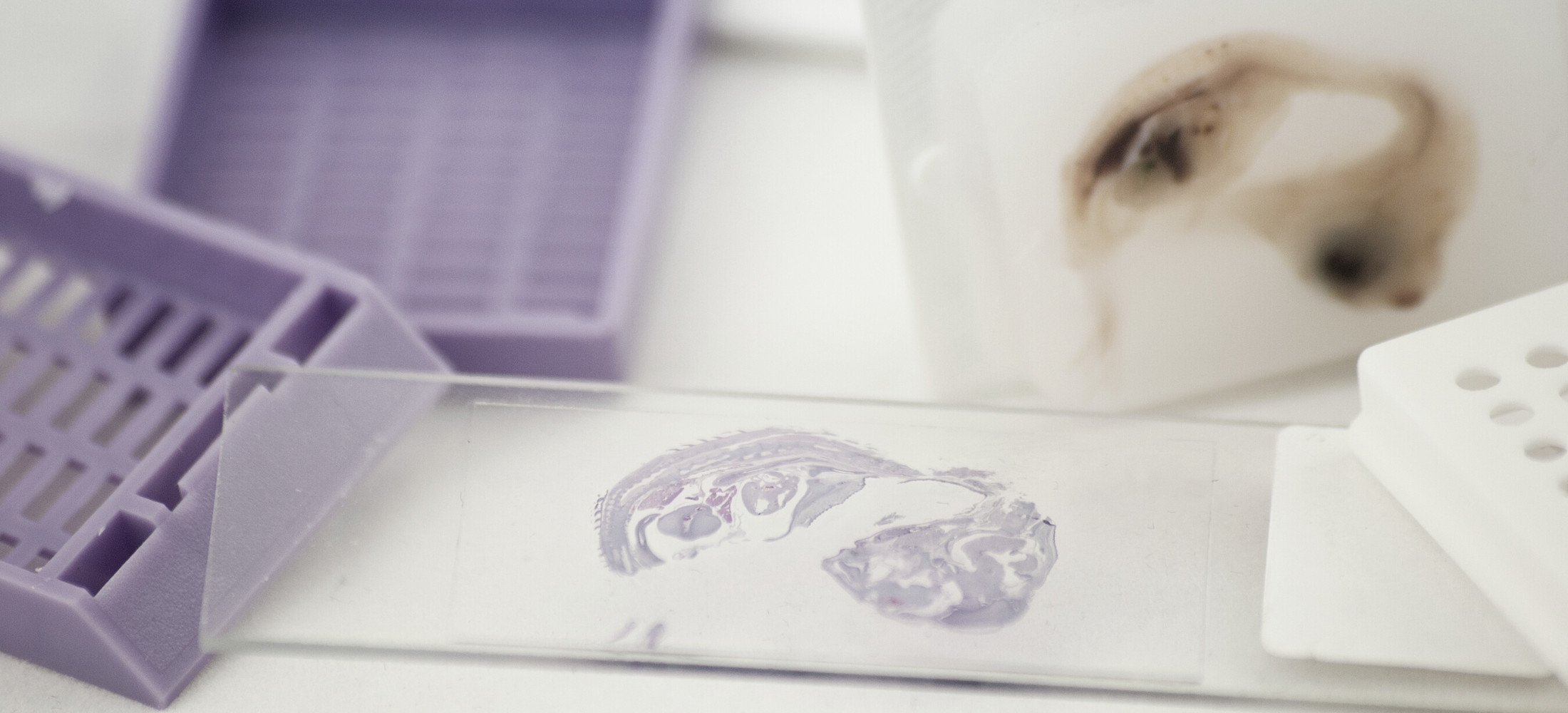 Histologia