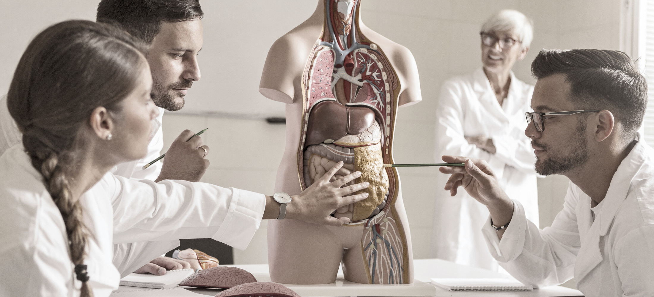 Anatomia